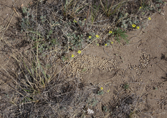 Ochotona dauurica