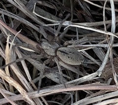 Gnaphosidae