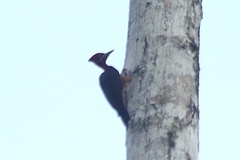 Campephilus rubricollis