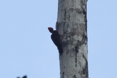 Campephilus rubricollis