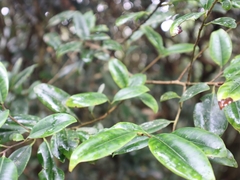 Ilex lonicerifolia