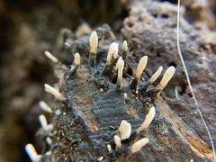 Xylaria hypoxylon