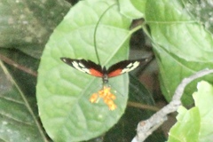 Heliconius