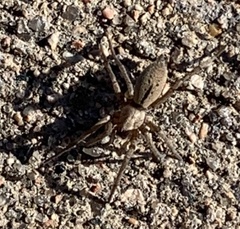 Gnaphosidae