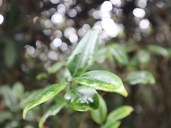 Ilex lonicerifolia