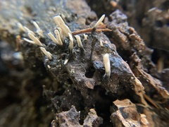 Xylaria hypoxylon