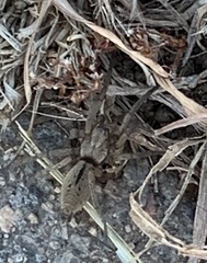 Gnaphosidae