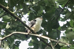 Leucopternis melanops