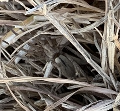 Gnaphosidae