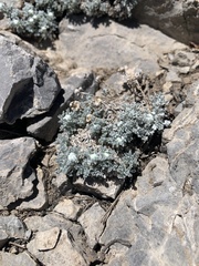 Artemisia constricta