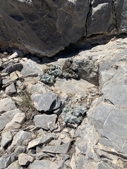 Artemisia constricta