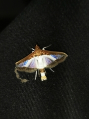 Diaphania