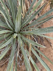 Yucca angustissima