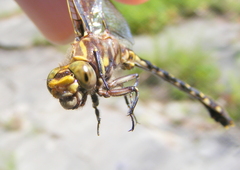 Progomphus obscurus