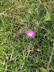 Carpobrotus rossii