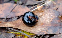 Victaphanta compacta