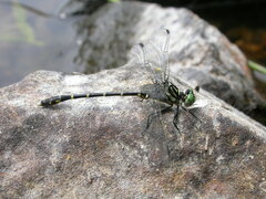 Stylogomphus albistylus