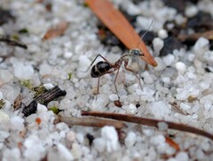 Camponotus intrepidus