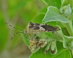Hypselonotus punctiventris