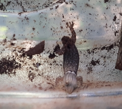 Sphaerodactylus glaucus