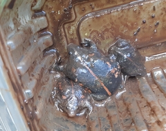 Rhinophrynus dorsalis