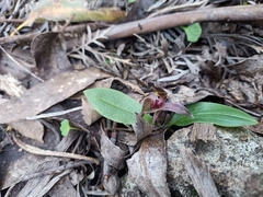 Chiloglottis triceratops