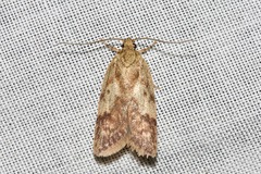 Oligoloba severa