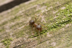 Lasius hayashi