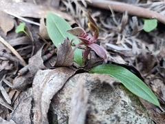 Chiloglottis triceratops