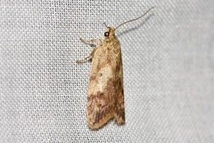 Oligoloba severa