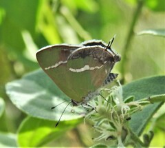 Chlorostrymon simaethis