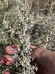 Artemisia filifolia