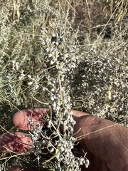 Artemisia filifolia