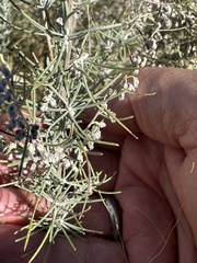 Artemisia filifolia