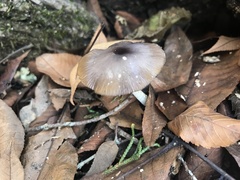 Bolbitius aleuriatus