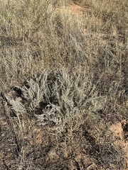 Artemisia filifolia