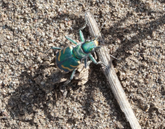 Cicindela coerulea nitida