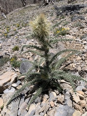 Cirsium eatonii clokeyi