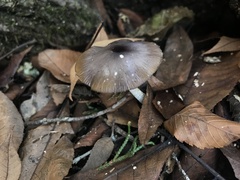 Bolbitius aleuriatus