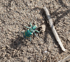 Cicindela coerulea nitida