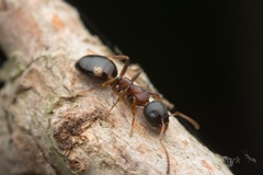 Dolichoderus sibiricus