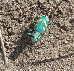 Cicindela coerulea nitida