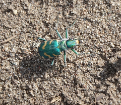 Cicindela coerulea nitida