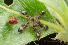 Dolichoderus sibiricus