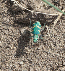 Cicindela coerulea nitida
