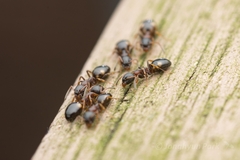 Dolichoderus sibiricus