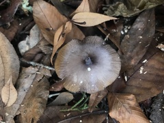 Bolbitius aleuriatus