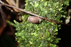Cubaris tarangensis