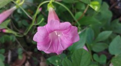 Ipomoea peteri