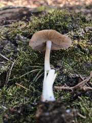 Bolbitius aleuriatus